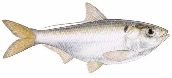 Baitfish