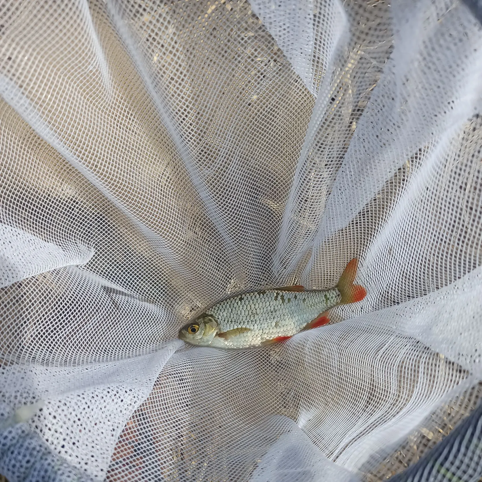 The most recent Common rudd catches on Fishbrain