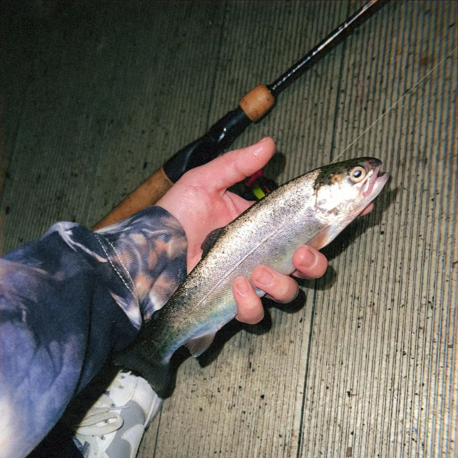 Rainbow trout caught on Fishbrain
