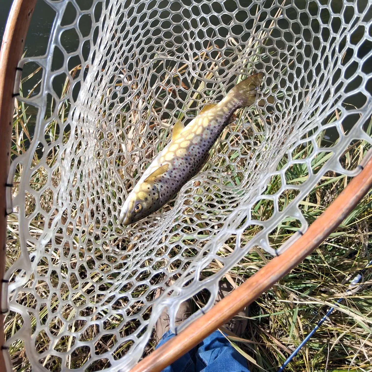Brown trout caught on Fishbrain