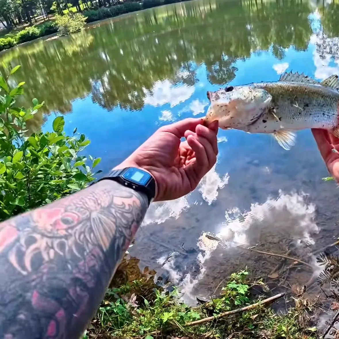 catch