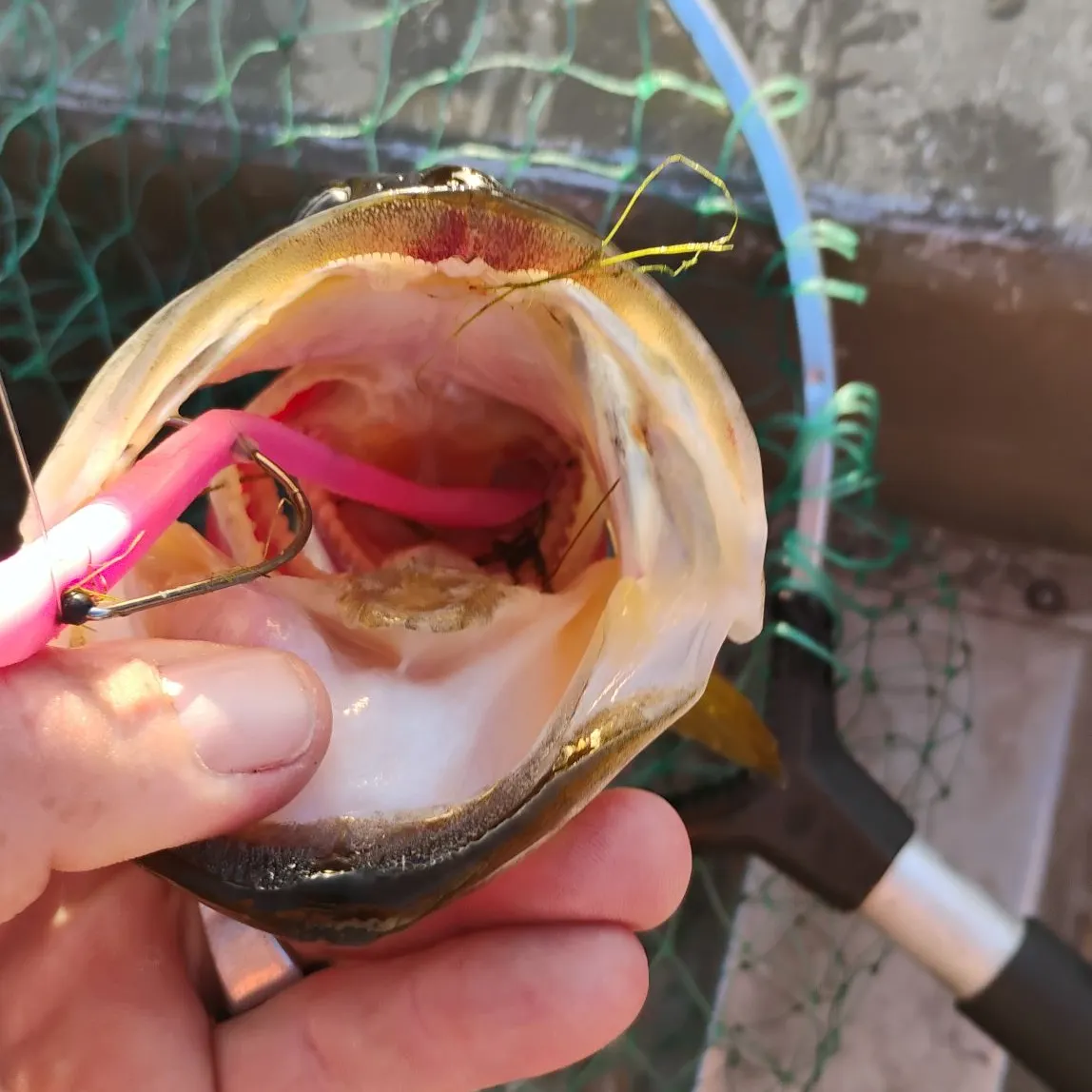 The most recent American eel catches on Fishbrain