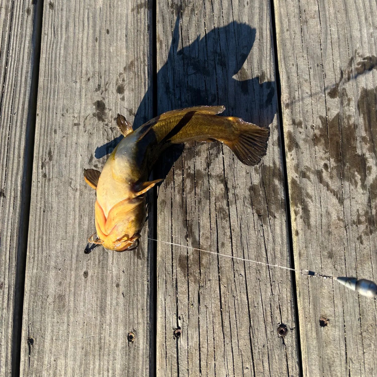 Yellow bullhead caught on Fishbrain