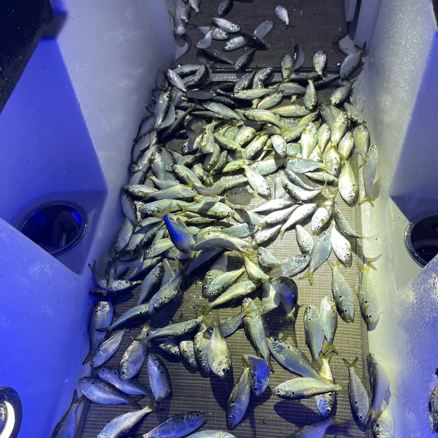 The most recent Atlantic herring catches on Fishbrain