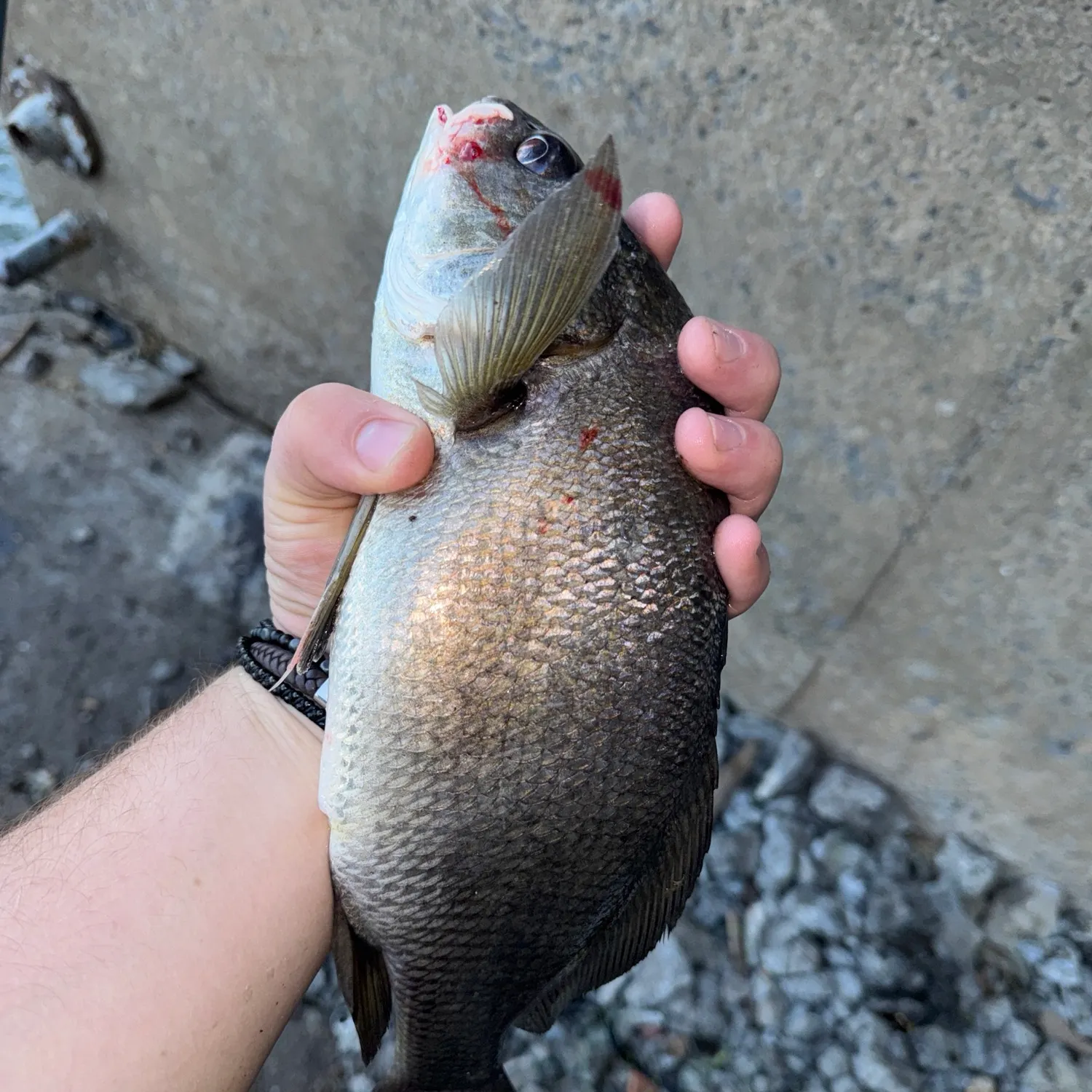 Freshwater drum caught on Fishbrain