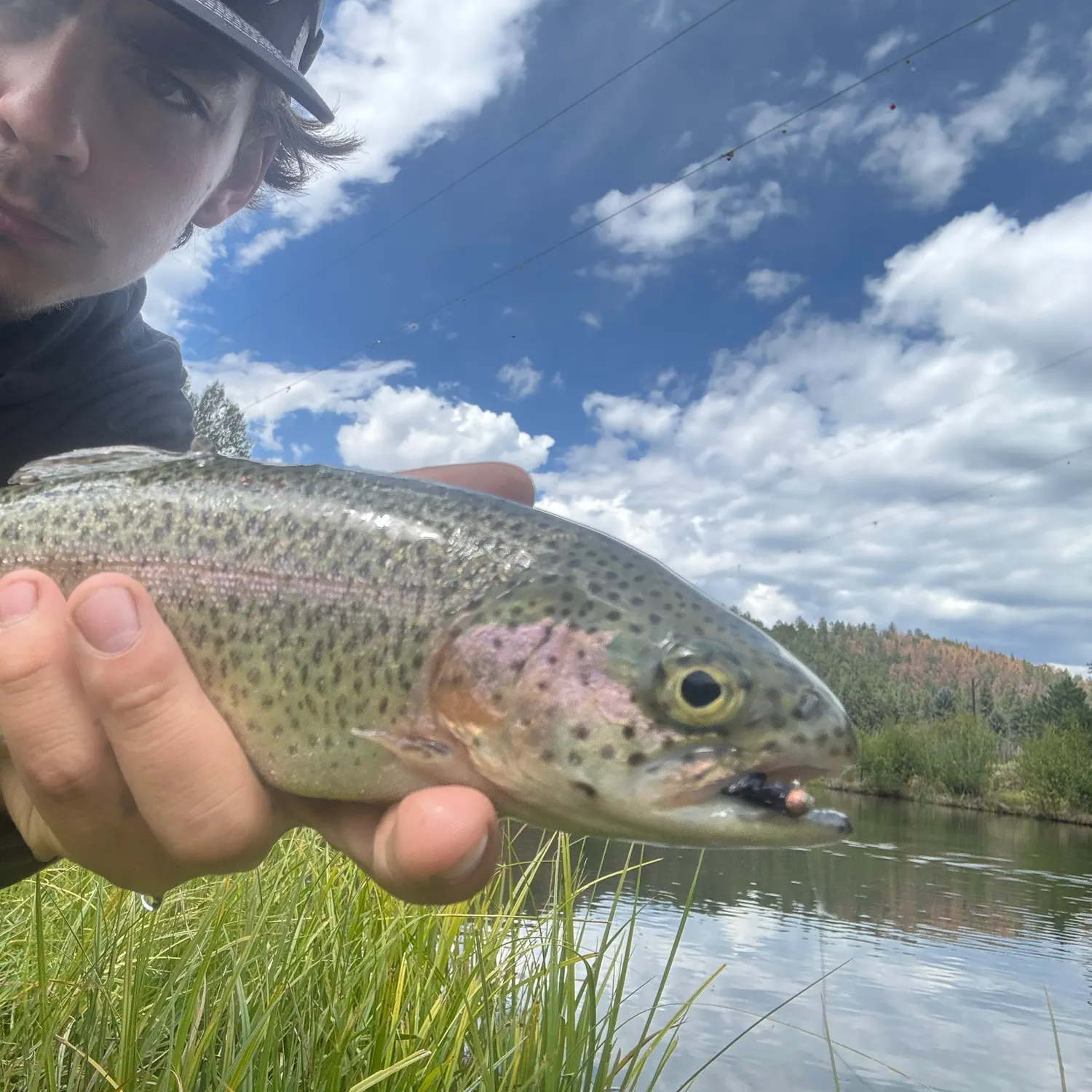 Rainbow trout caught on Fishbrain