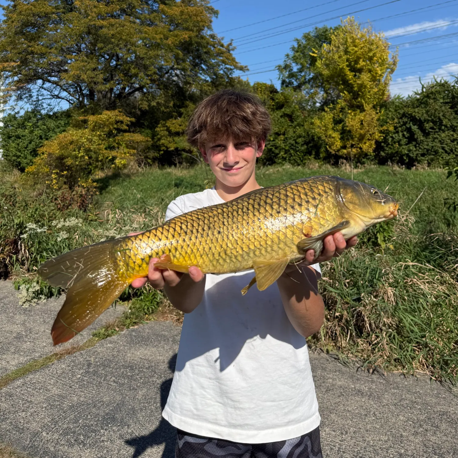 Common carp caught on Fishbrain