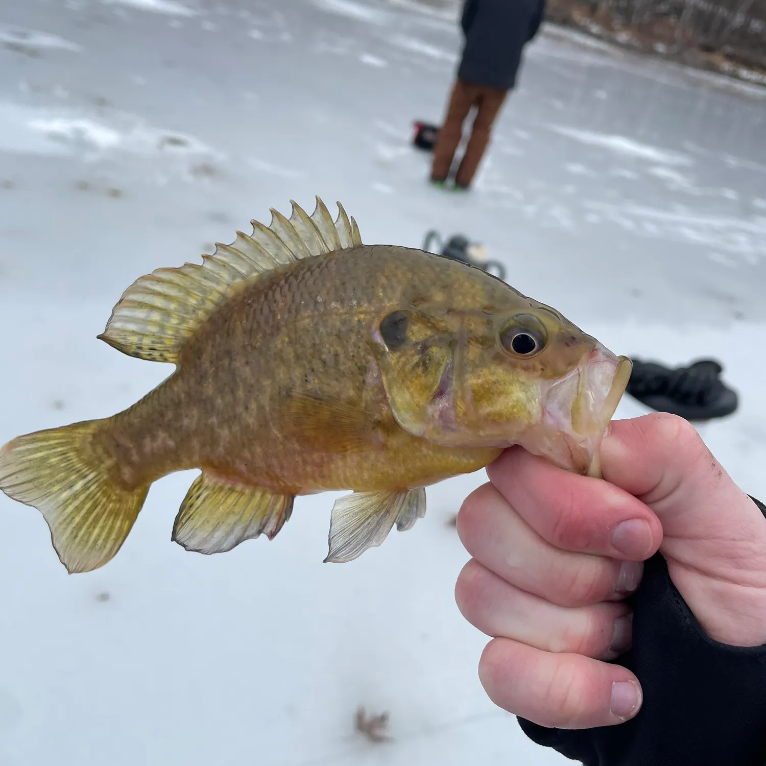 The most recent Warmouth catches on Fishbrain