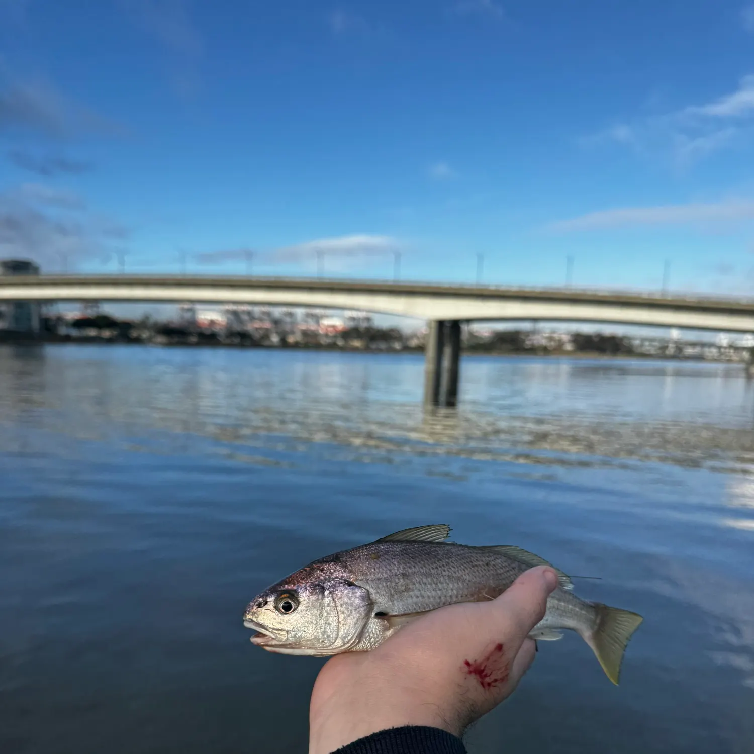 The most recent White croaker catches on Fishbrain