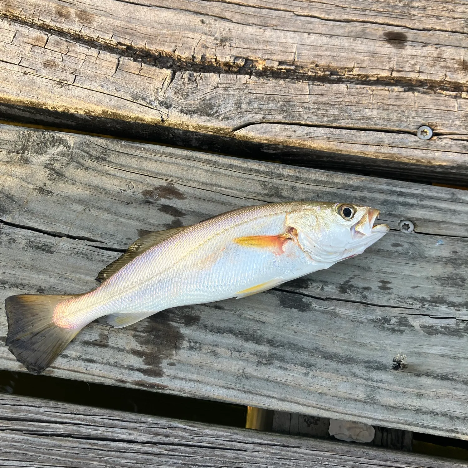 Sand seatrout caught on Fishbrain