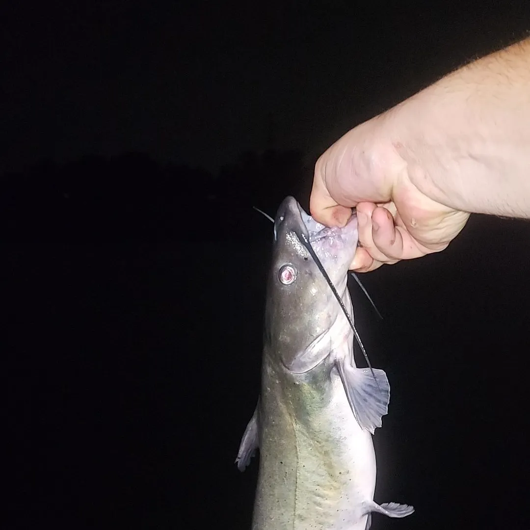 Channel catfish caught on Fishbrain
