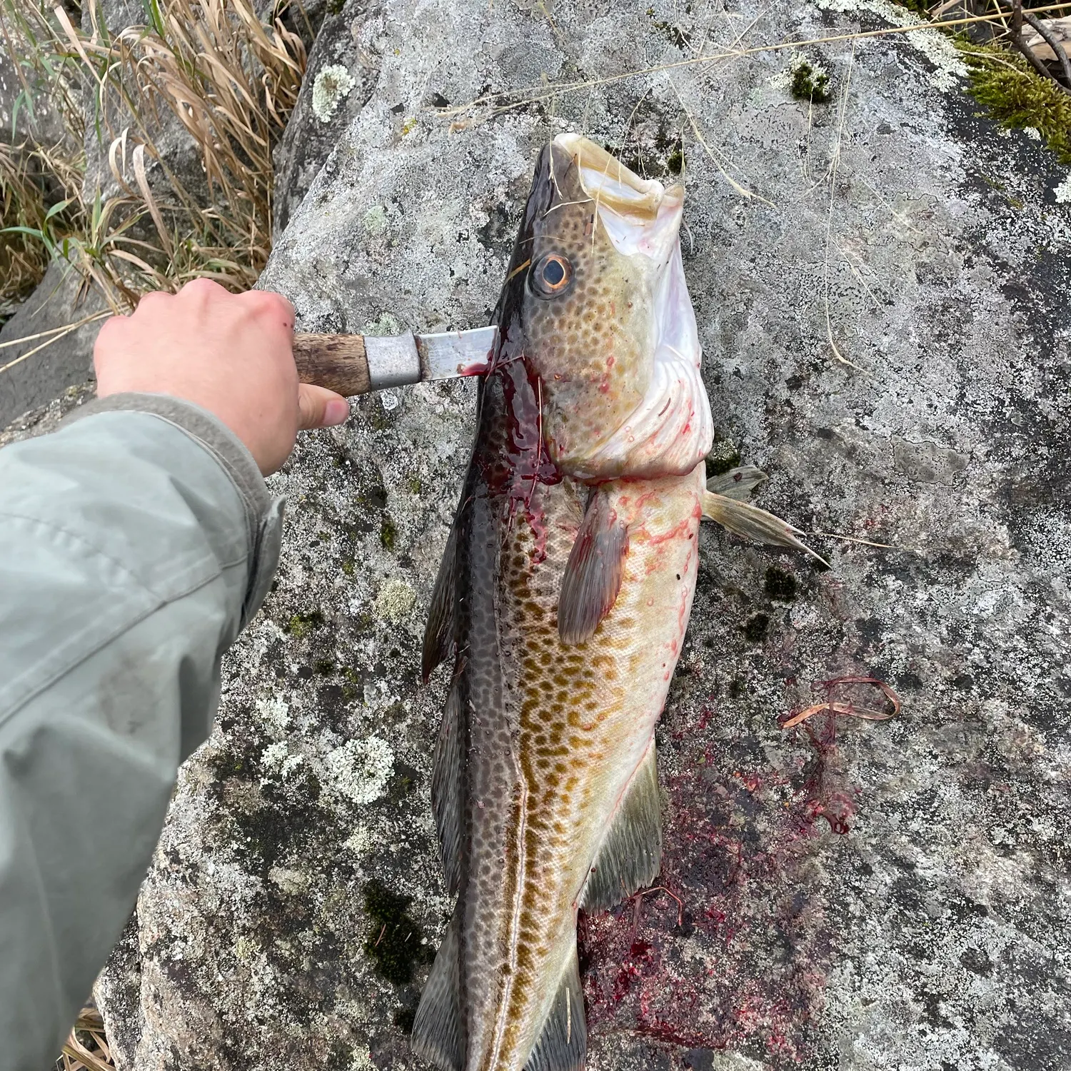Atlantic cod caught on Fishbrain
