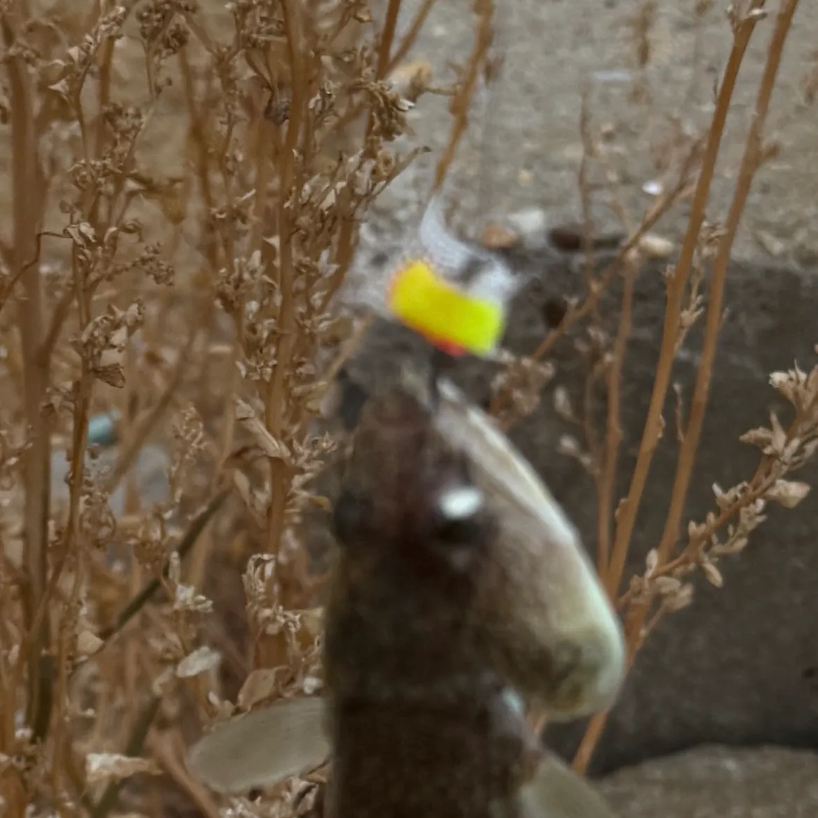 Fish caught on Fishbrain