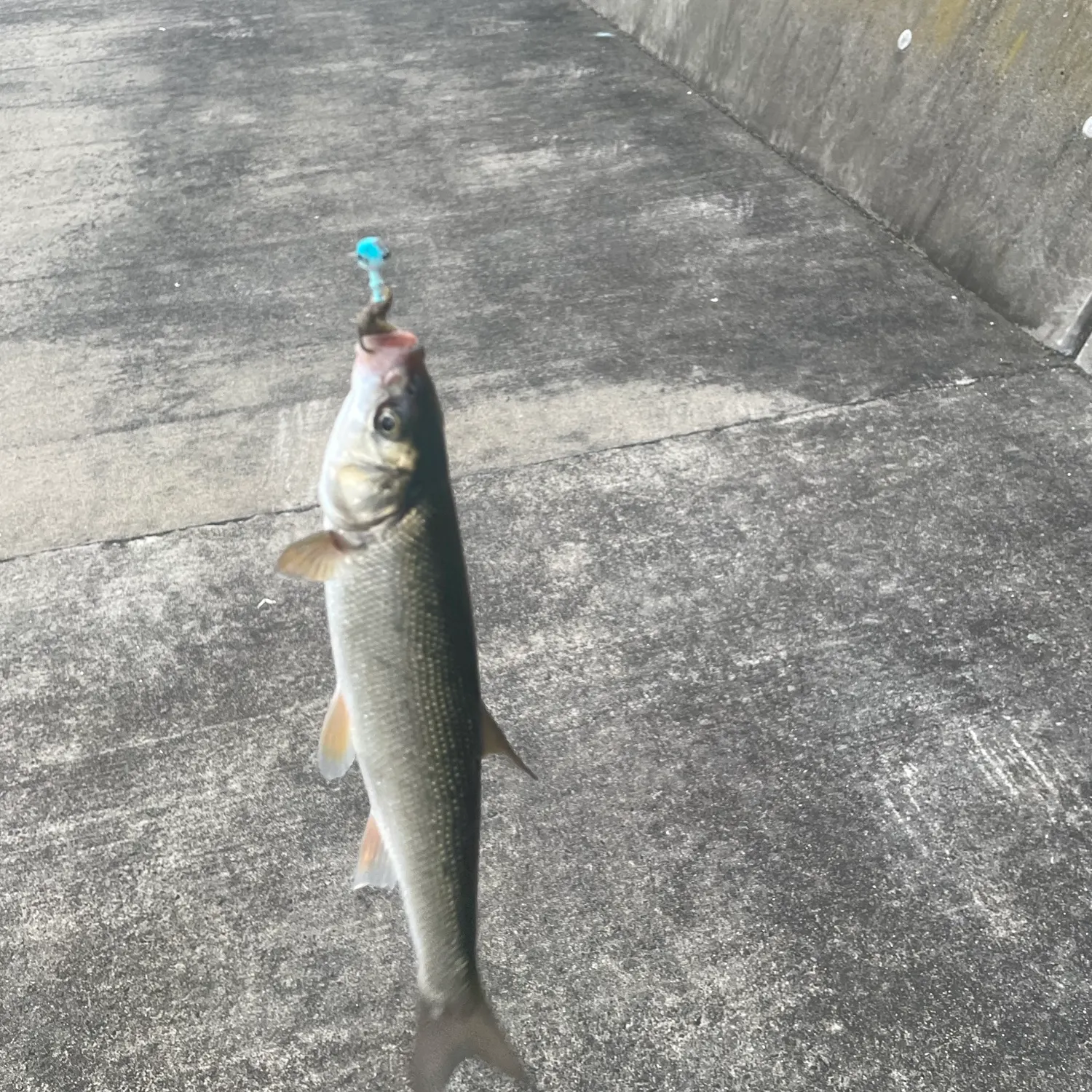 The most recent Big-scaled redfin catches on Fishbrain