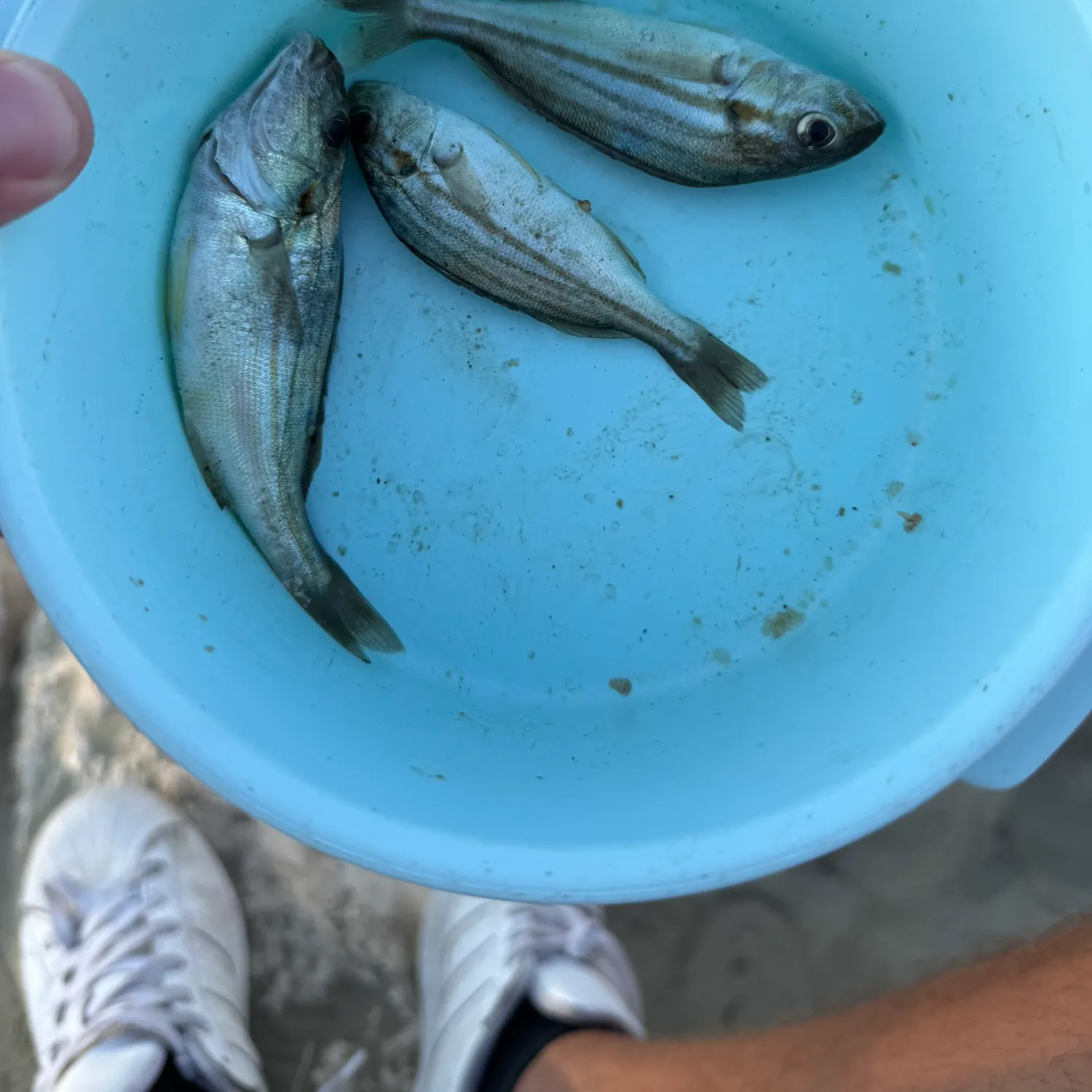 Fish caught on Fishbrain