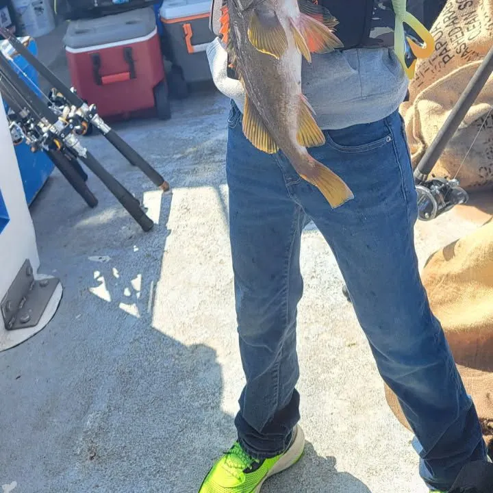 The most recent Olive rockfish catches on Fishbrain