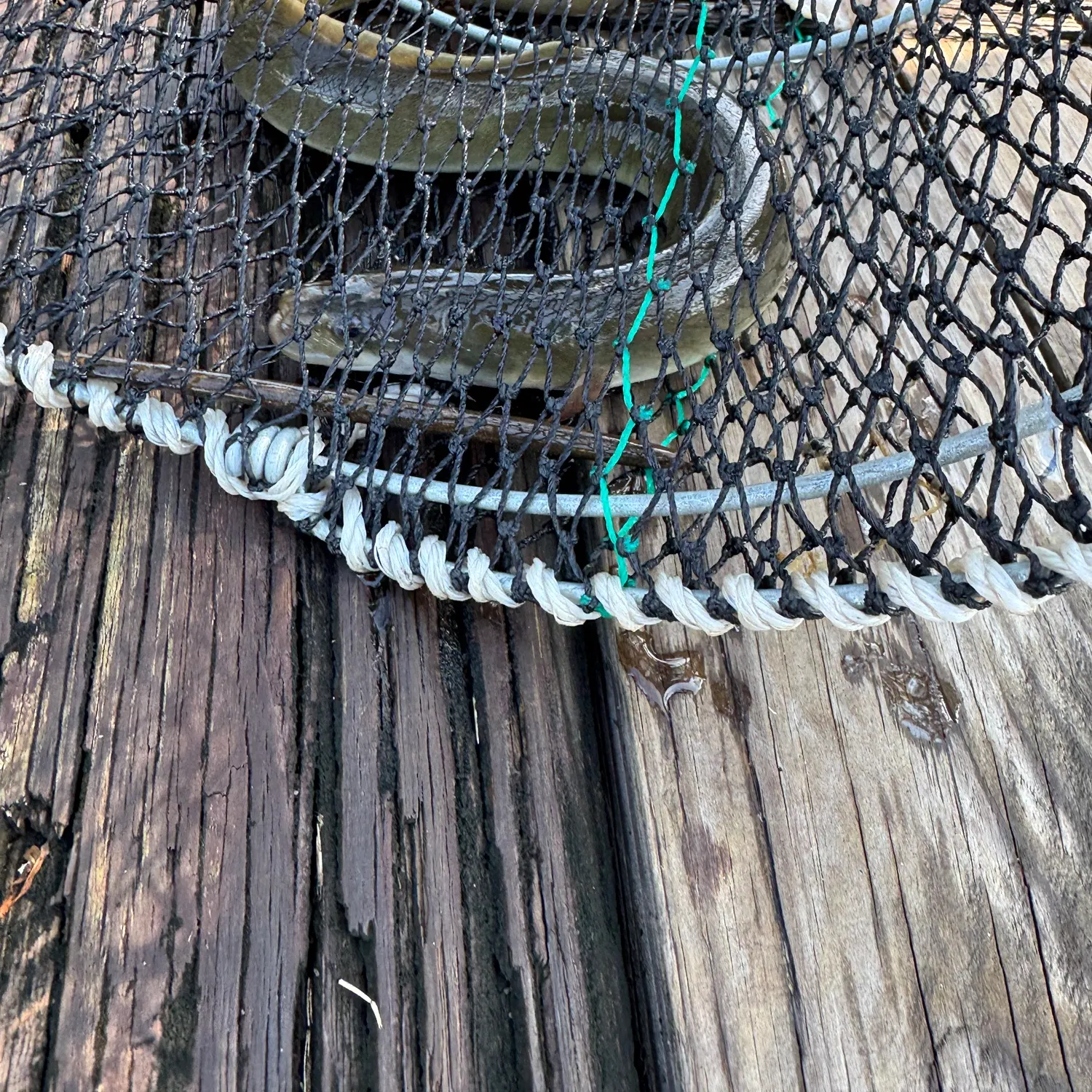 American eel caught on Fishbrain