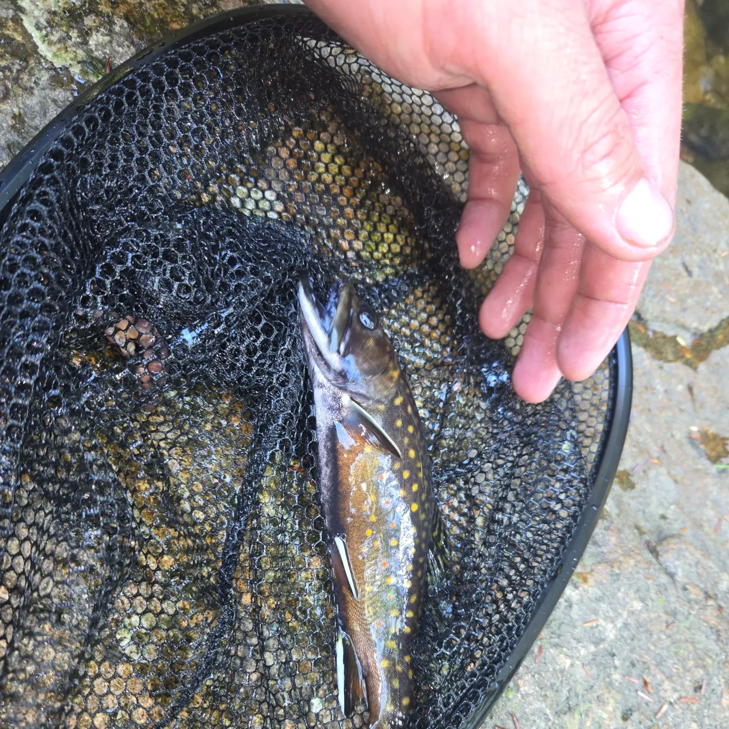 The most recent Brook trout catches on Fishbrain
