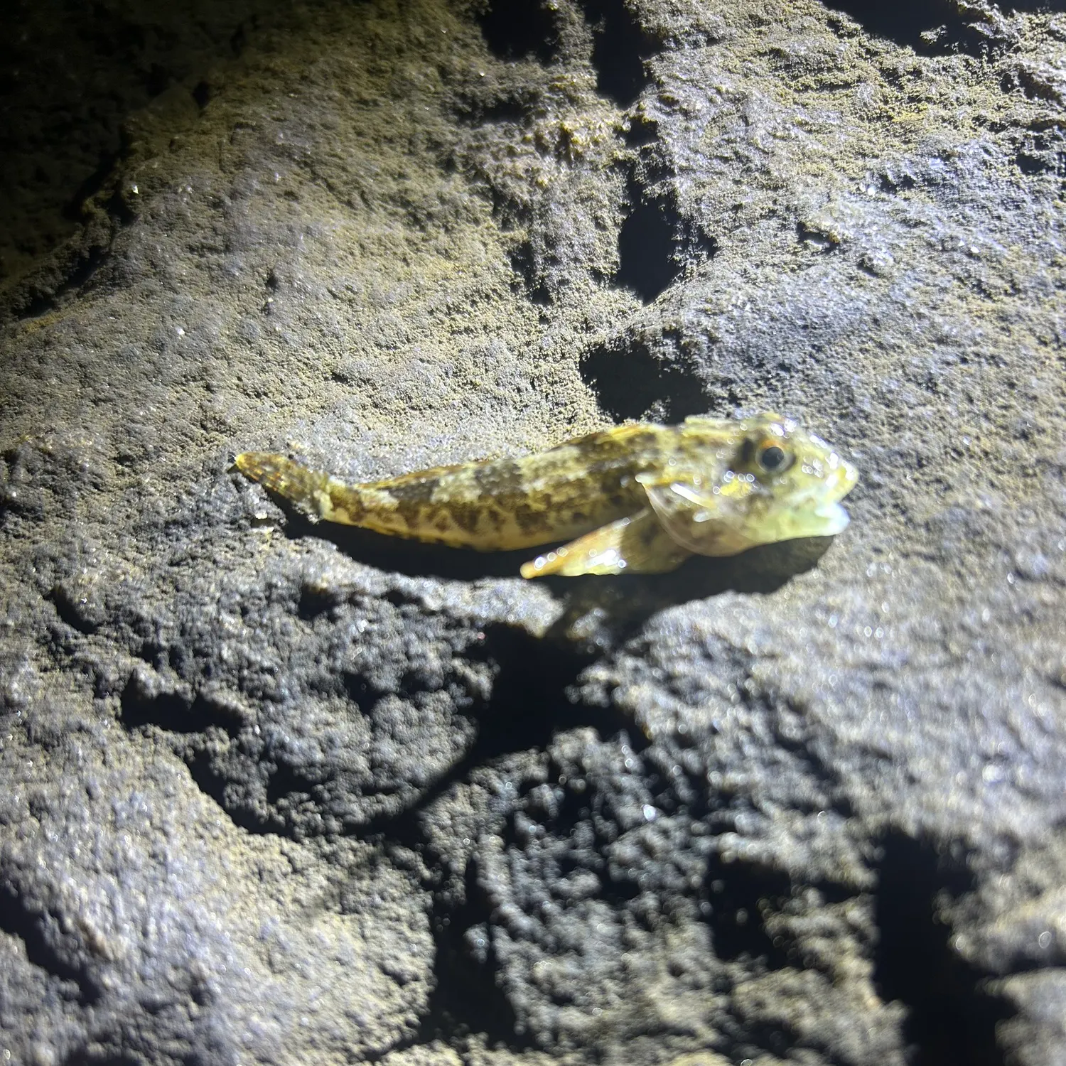 The most recent Grubby sculpin catches on Fishbrain