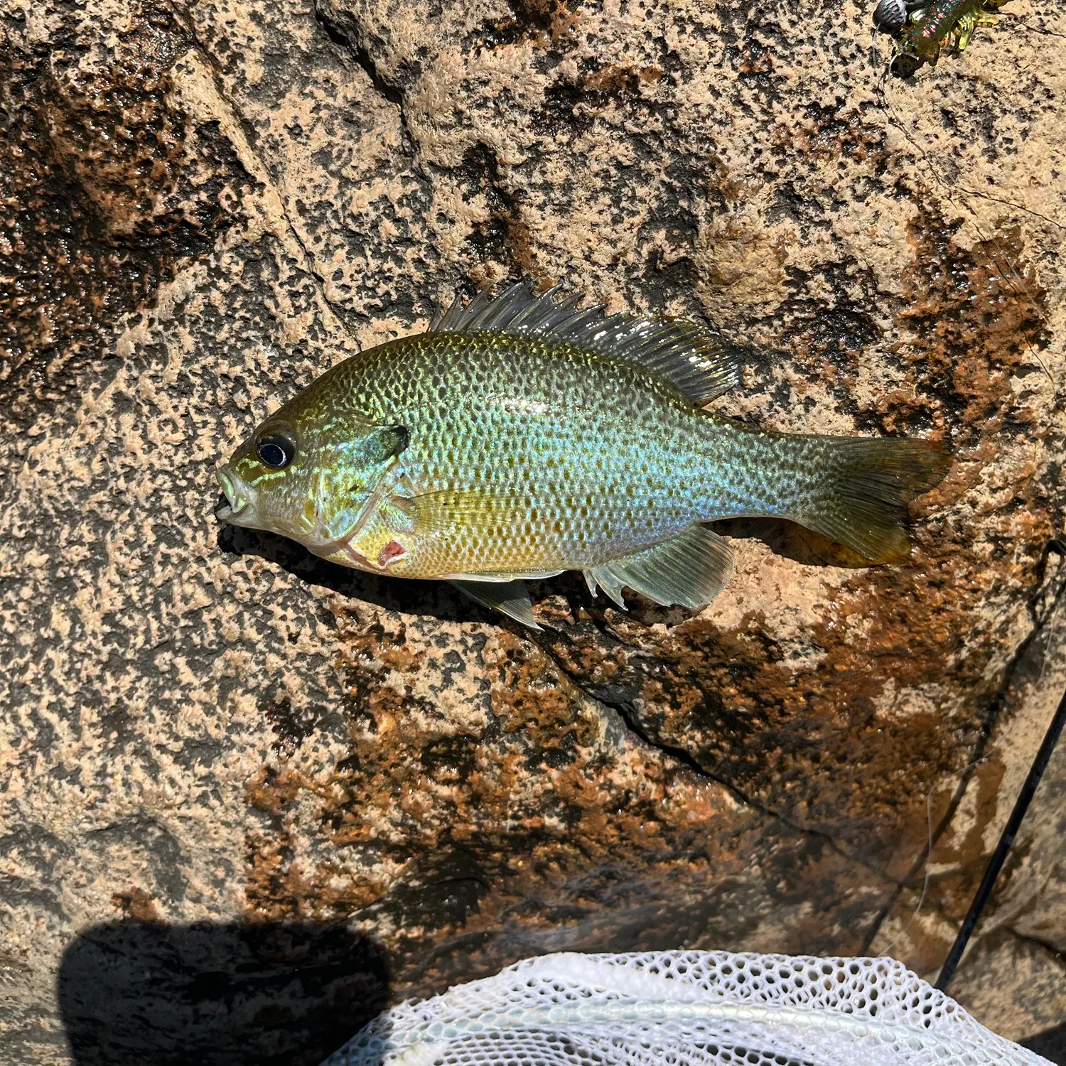 Redbreast sunfish caught on Fishbrain