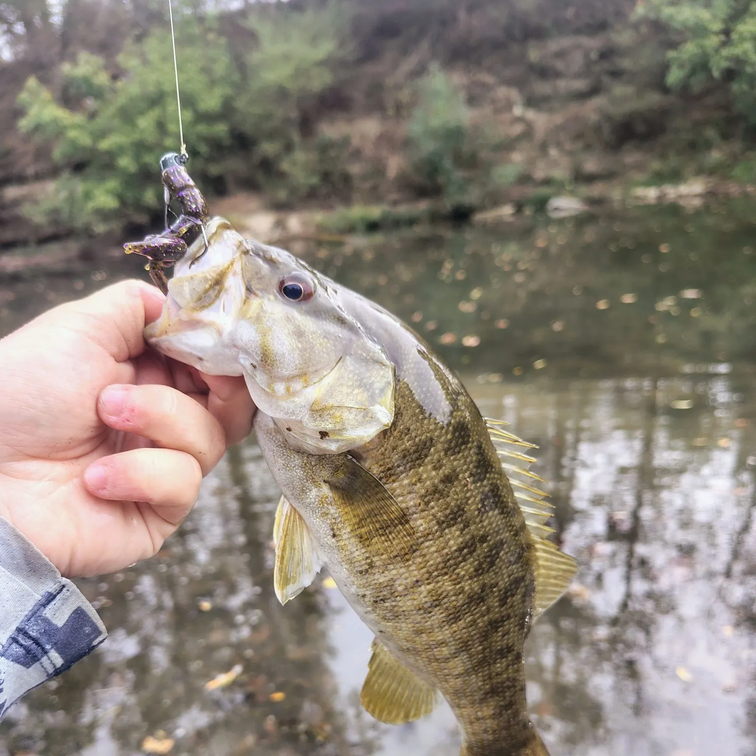Smallmouth bass caught on Fishbrain