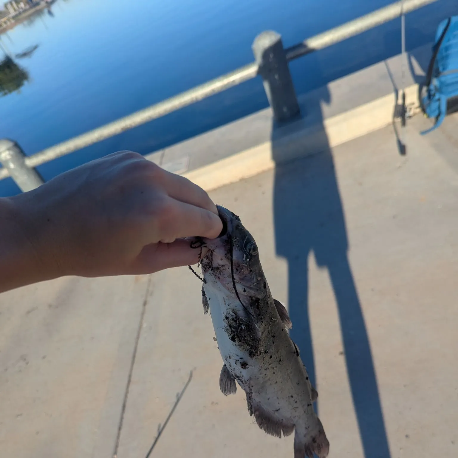 Channel catfish caught on Fishbrain