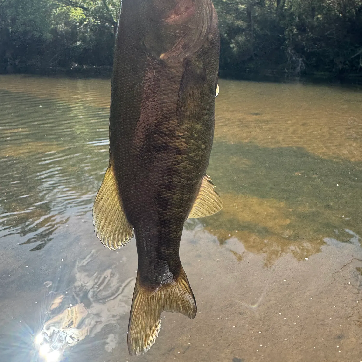 Smallmouth bass caught on Fishbrain