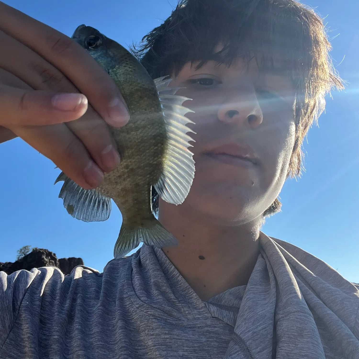 Bluegill caught on Fishbrain