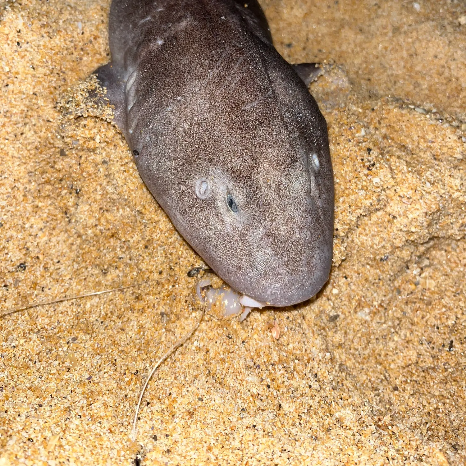 The most recent Blind shark catches on Fishbrain