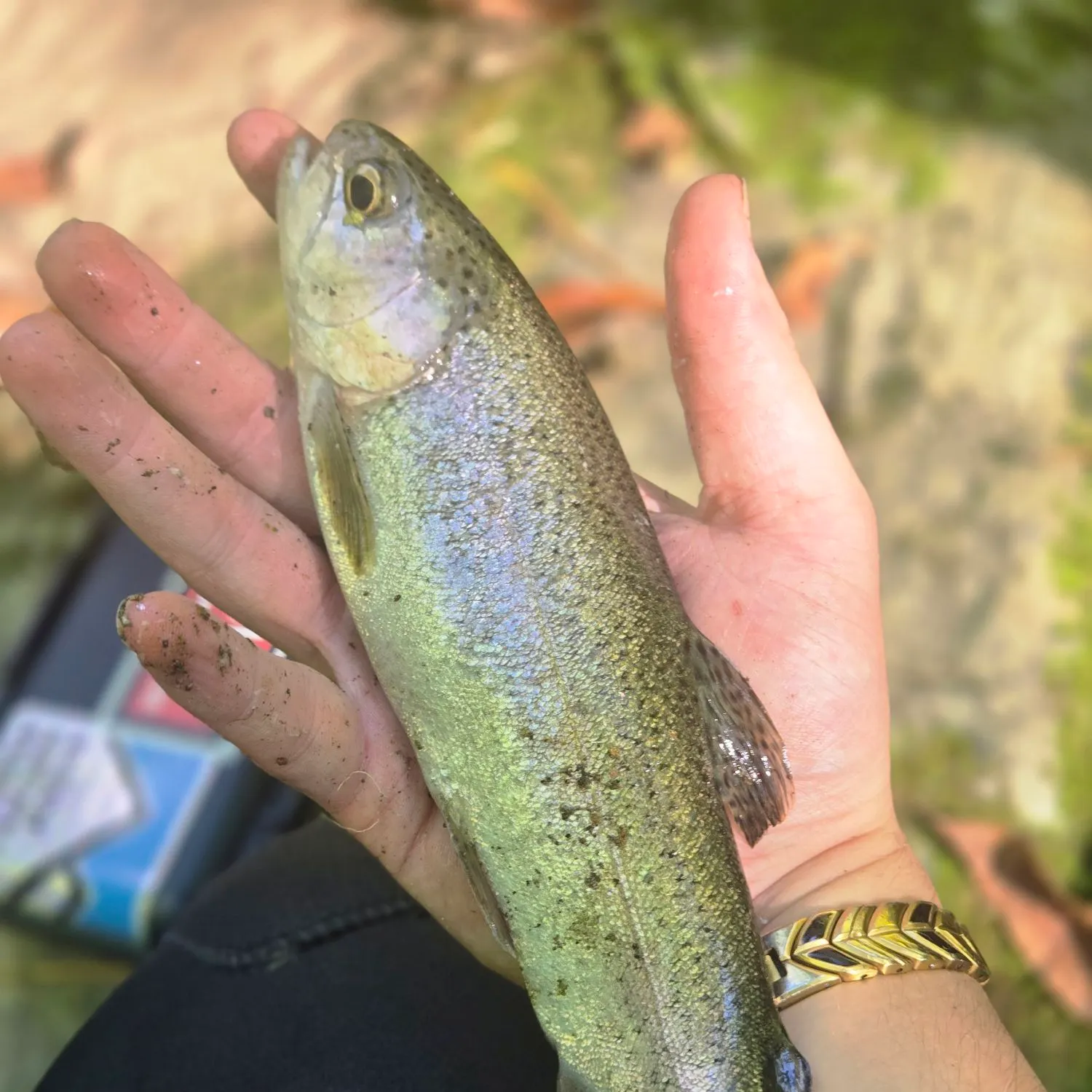 Rainbow trout caught on Fishbrain
