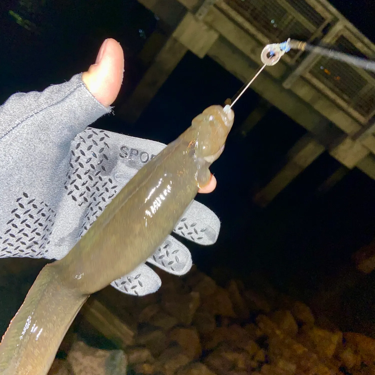The most recent Monkeyface prickleback catches on Fishbrain