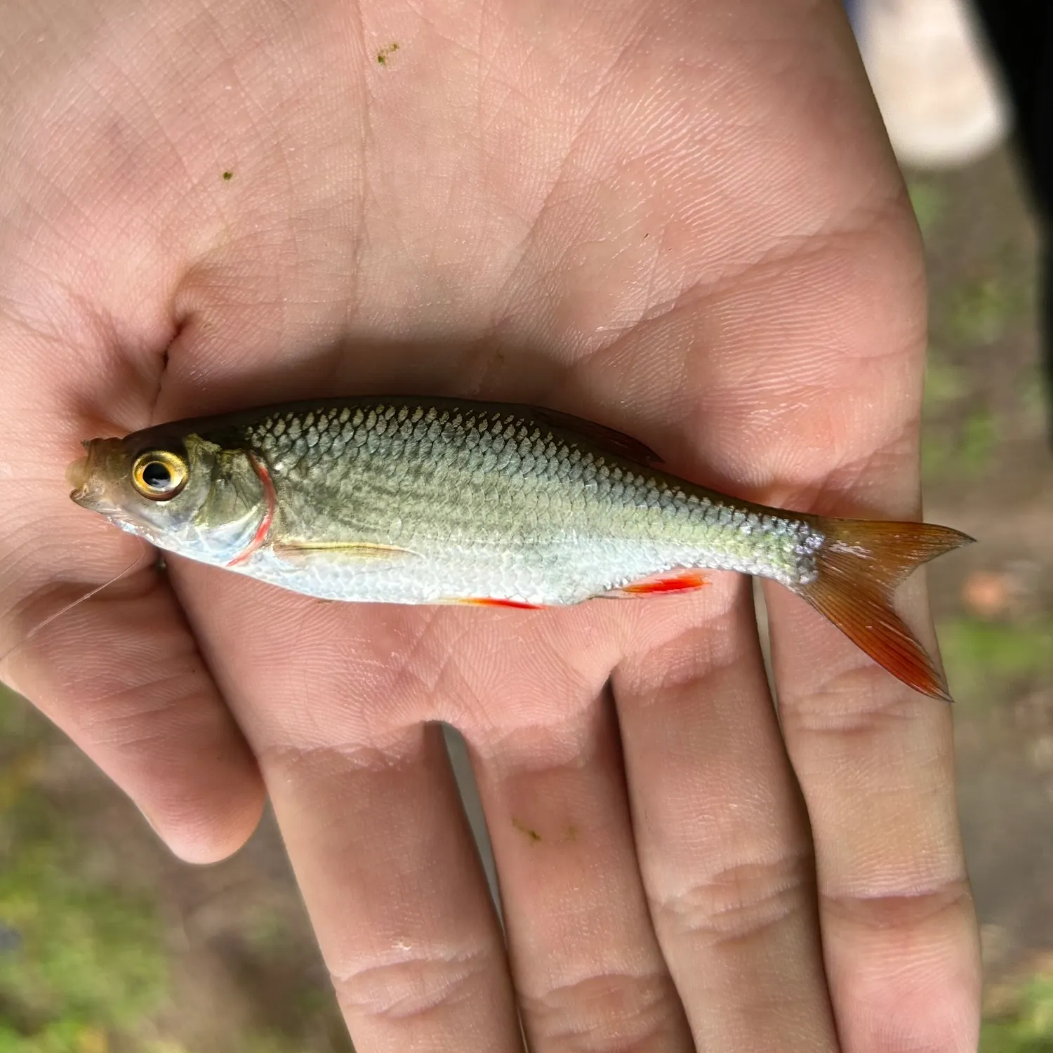 Common roach caught on Fishbrain