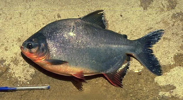 Red-bellied pacu