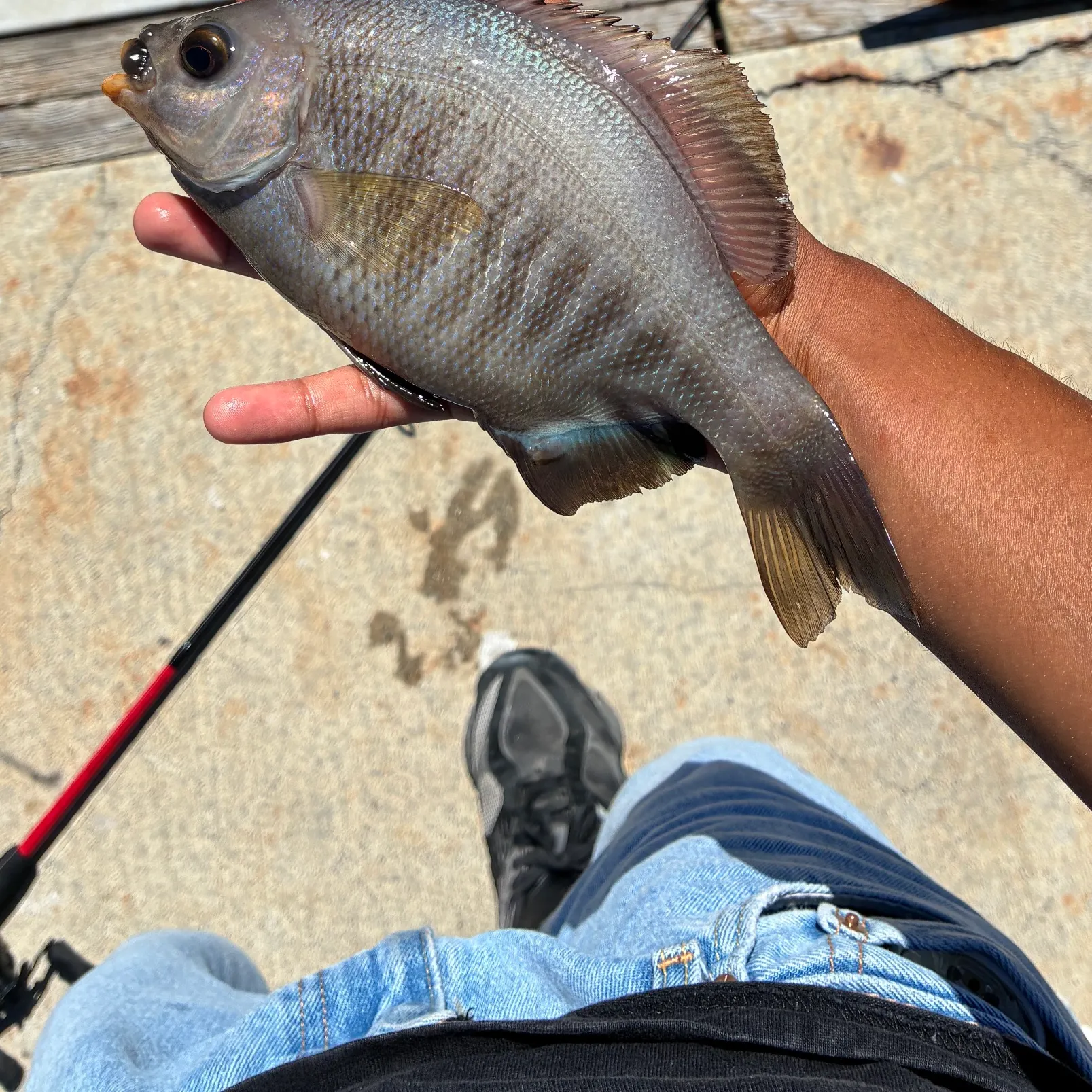 The most recent Black perch catches on Fishbrain