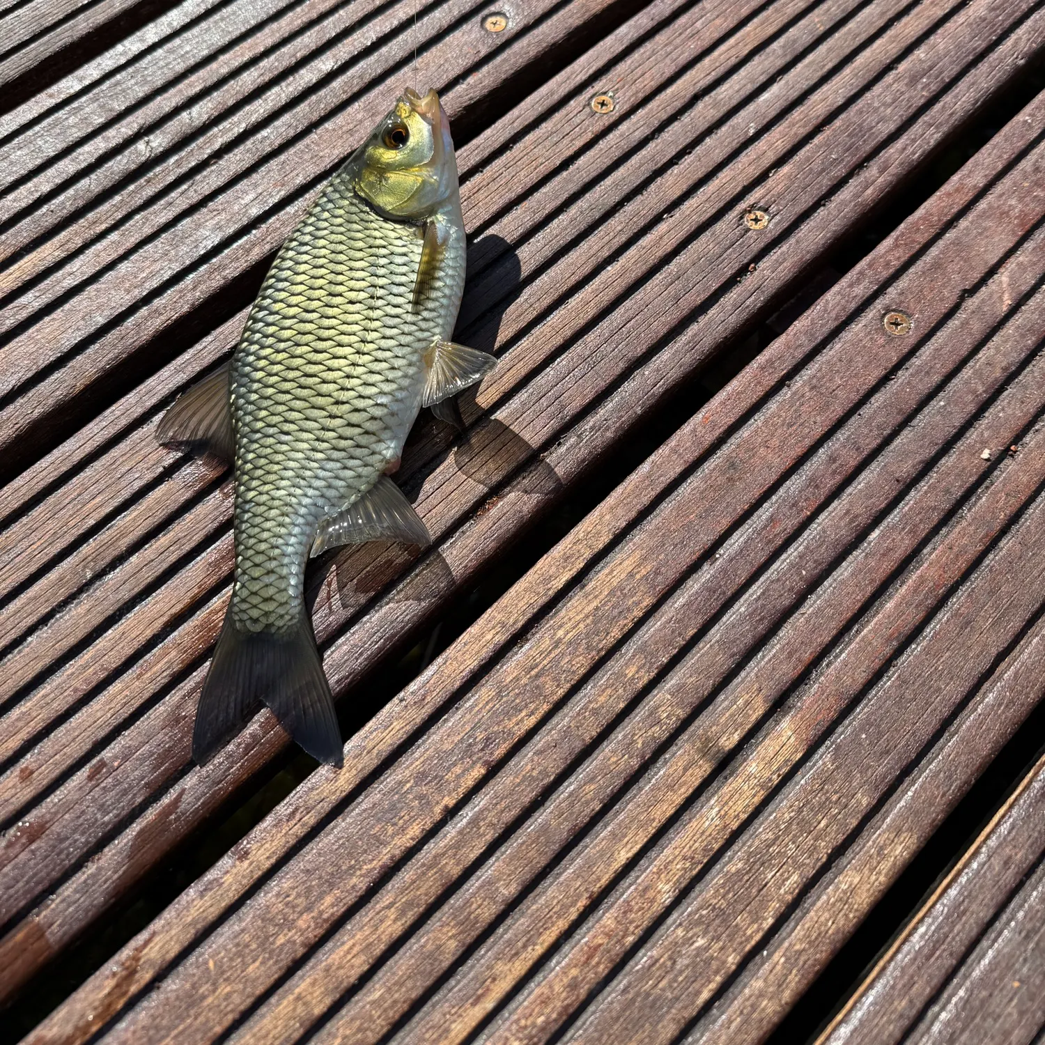 European chub caught on Fishbrain