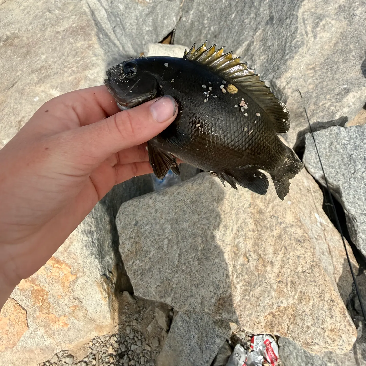 Opaleye caught on Fishbrain
