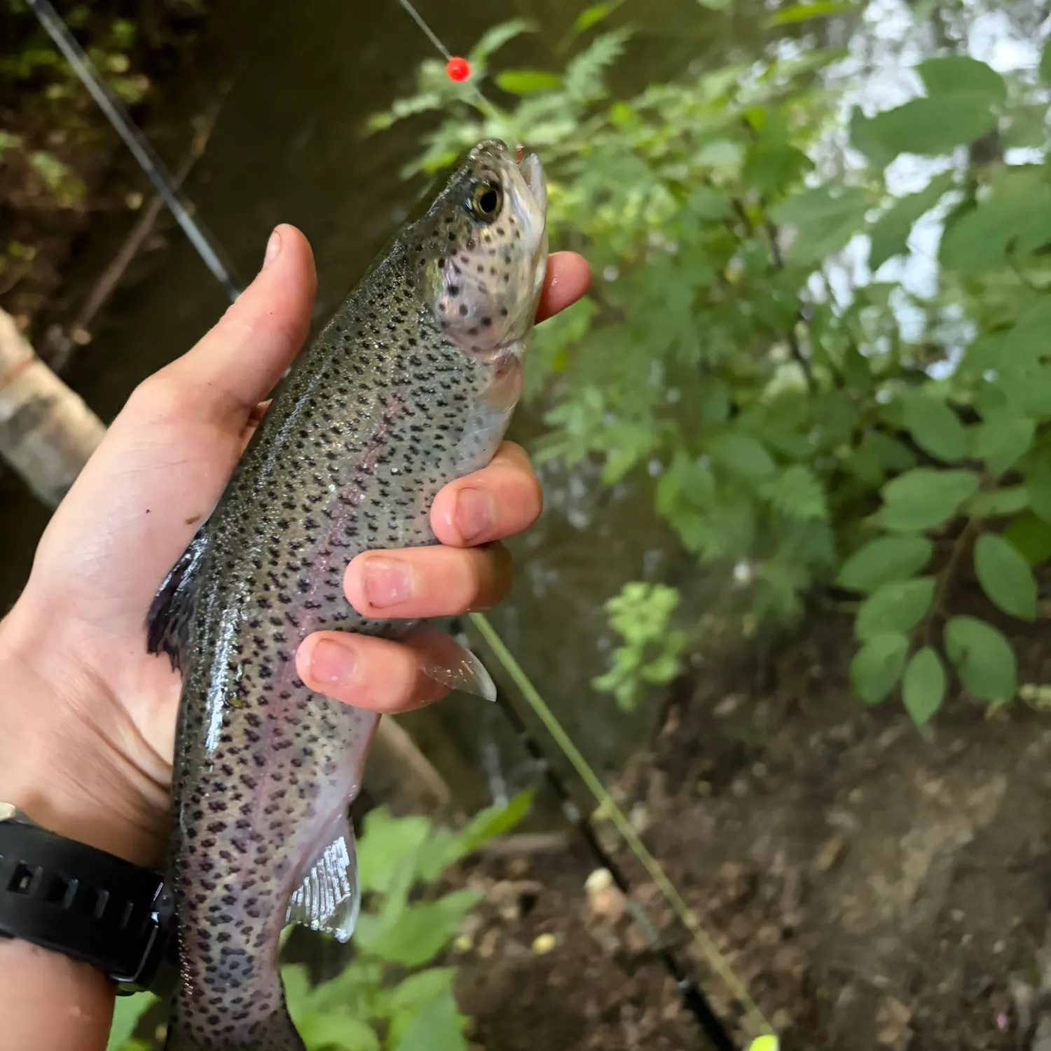 Rainbow trout caught on Fishbrain