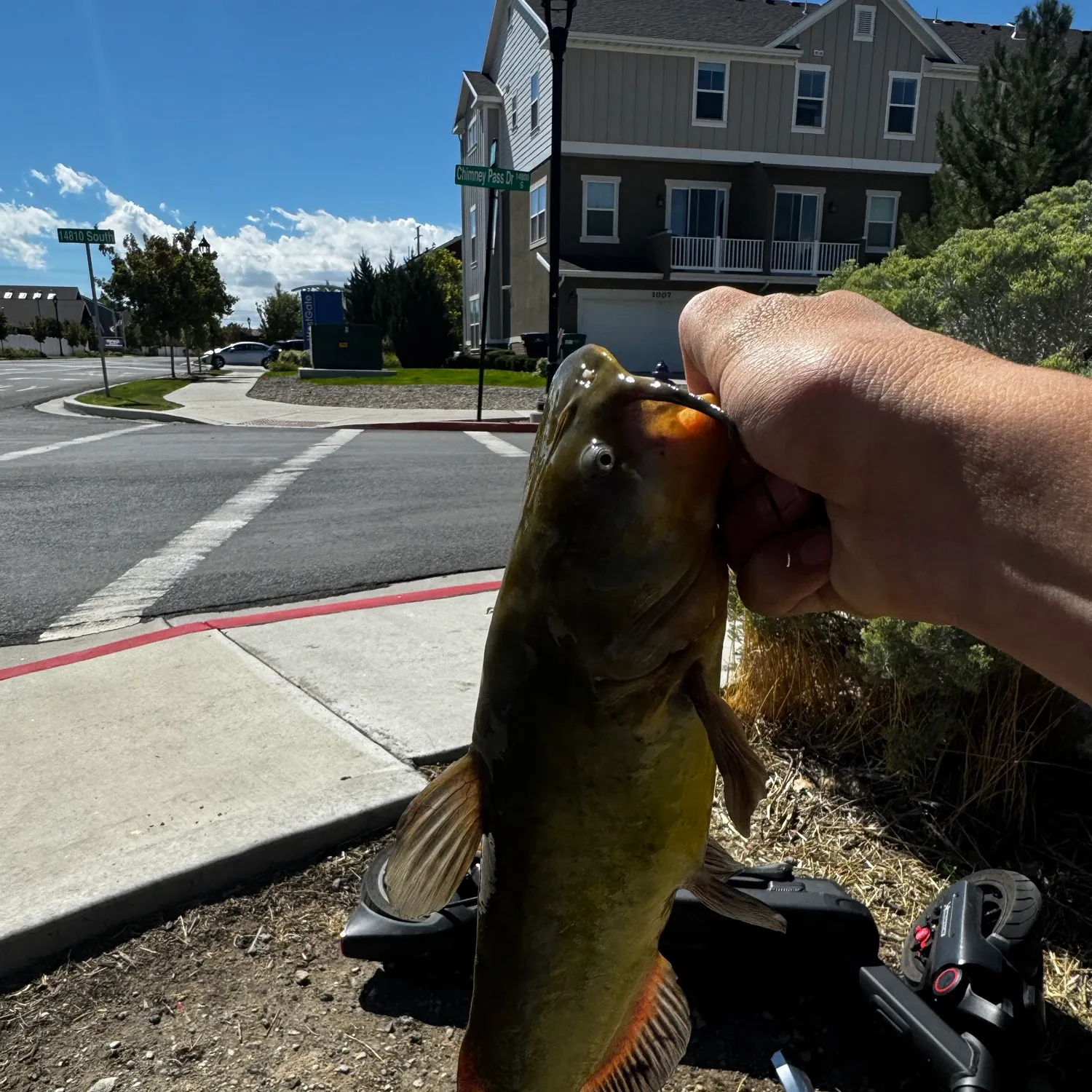 Yellow bullhead caught on Fishbrain