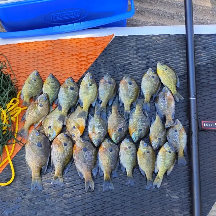 Bluegill caught on Fishbrain