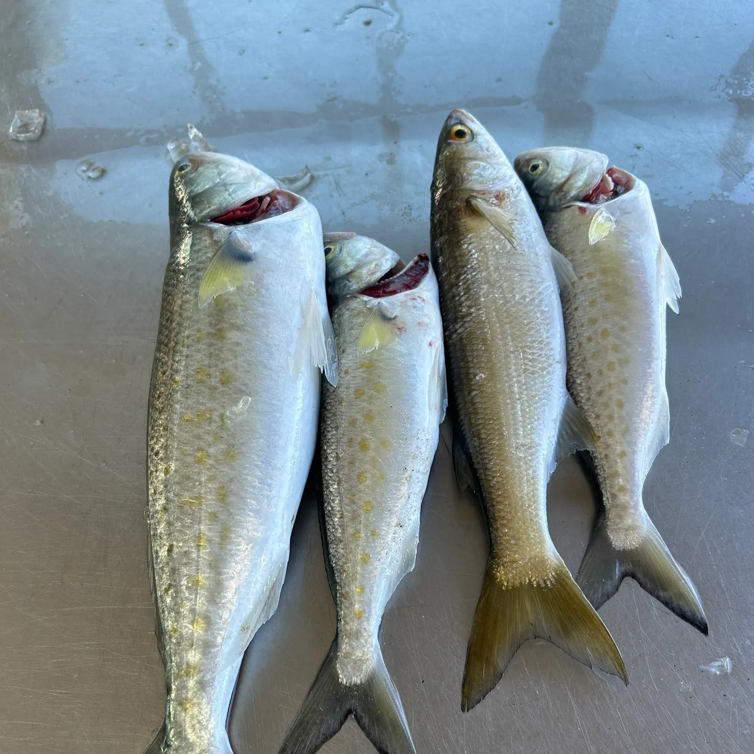 The most recent Western Australian salmon catches on Fishbrain