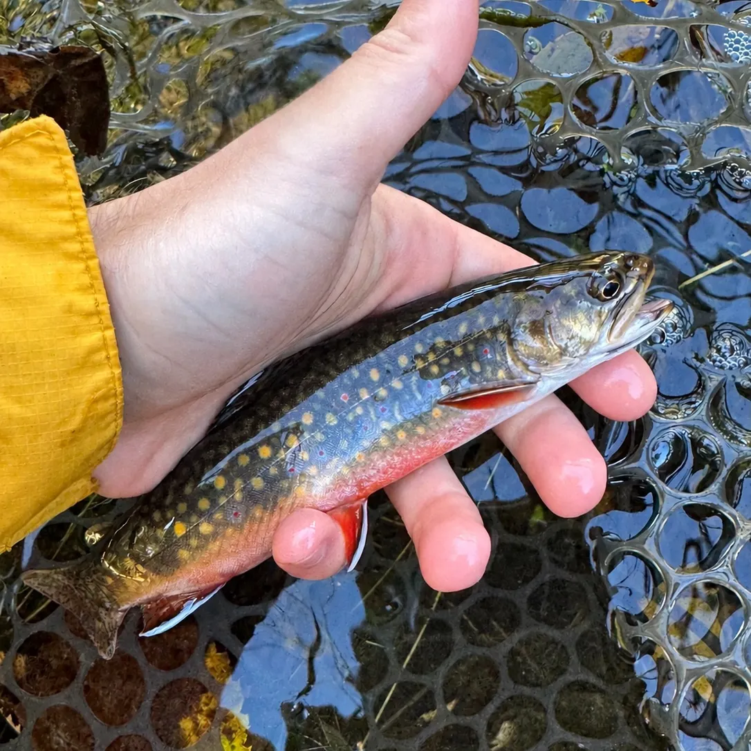 Brook trout caught on Fishbrain