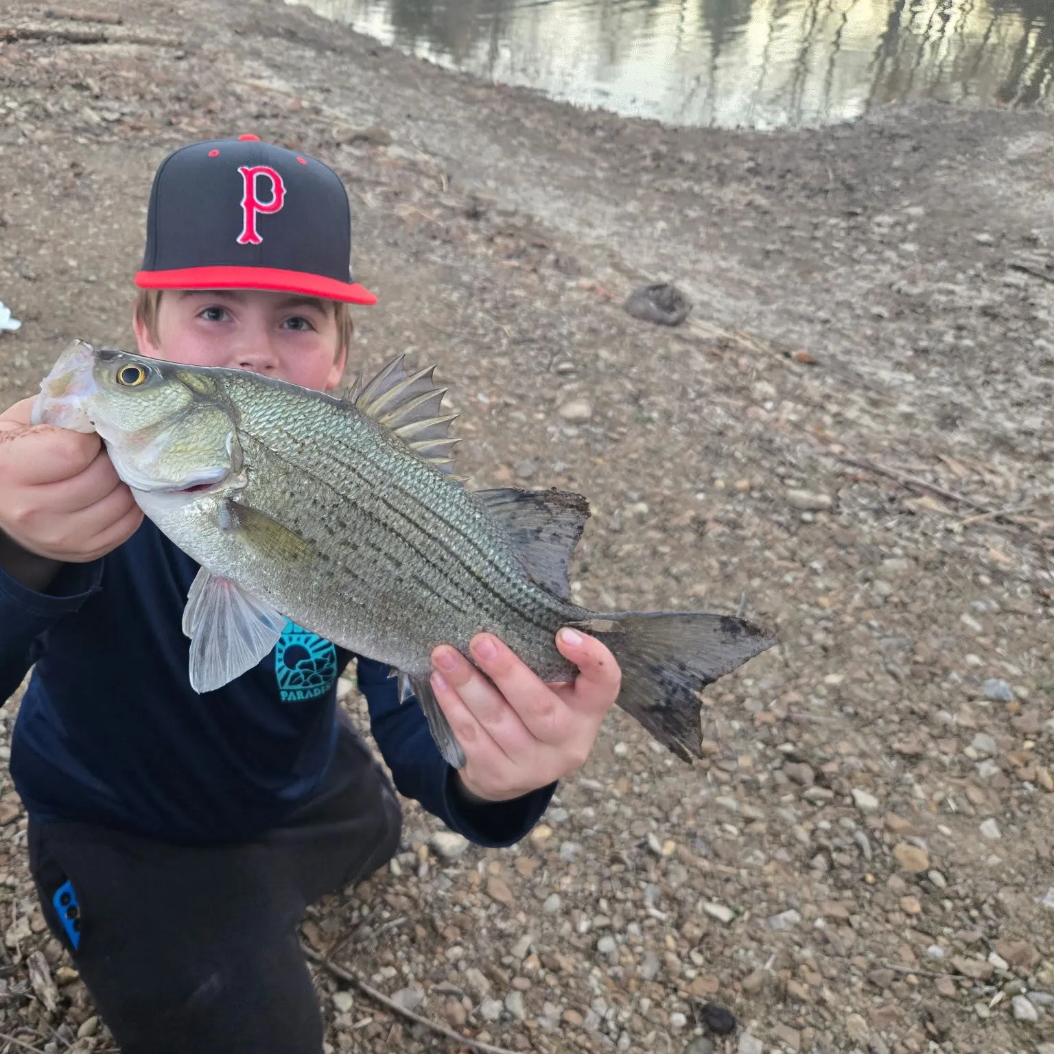 The most recent White bass catches on Fishbrain