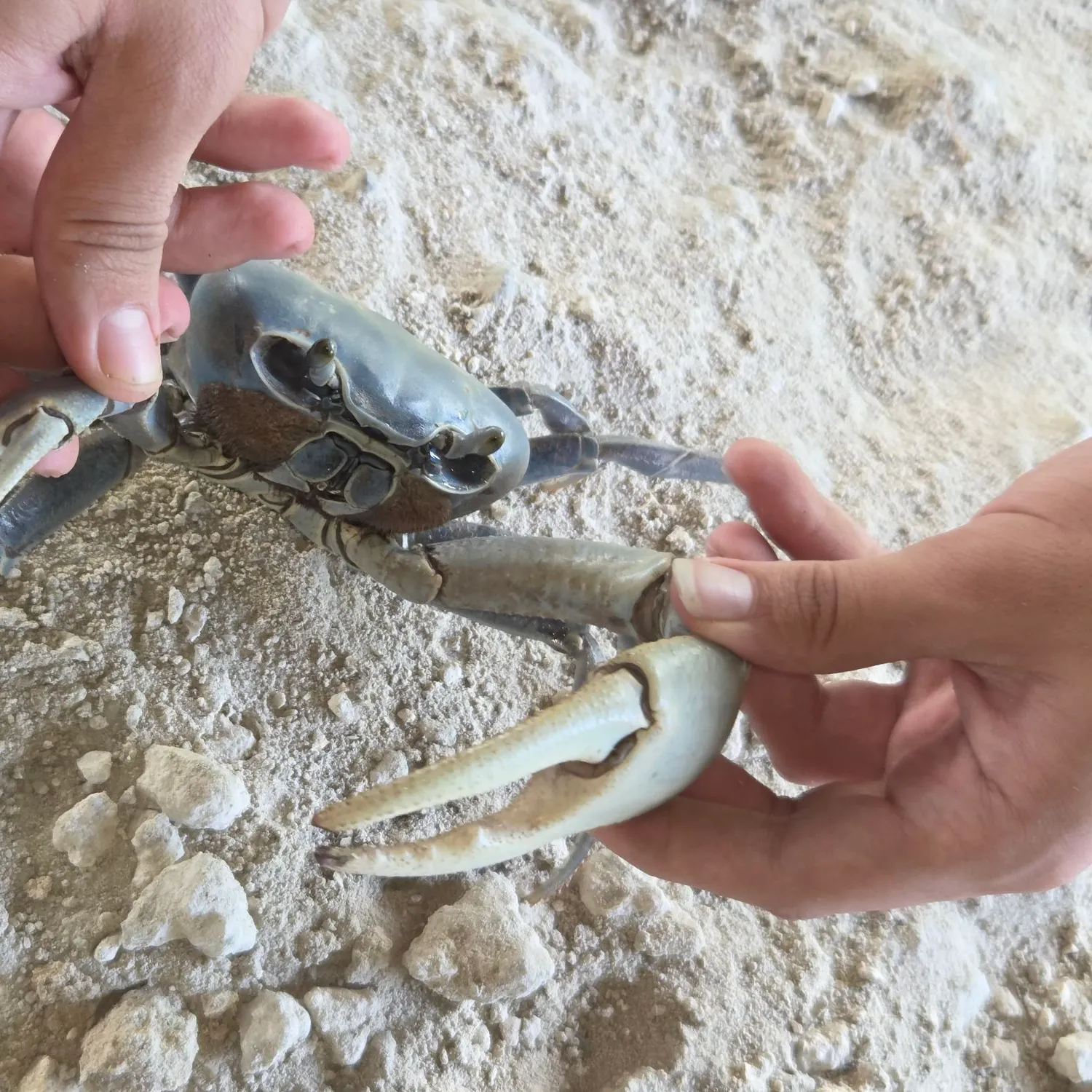 The most recent Blue land crab catches on Fishbrain