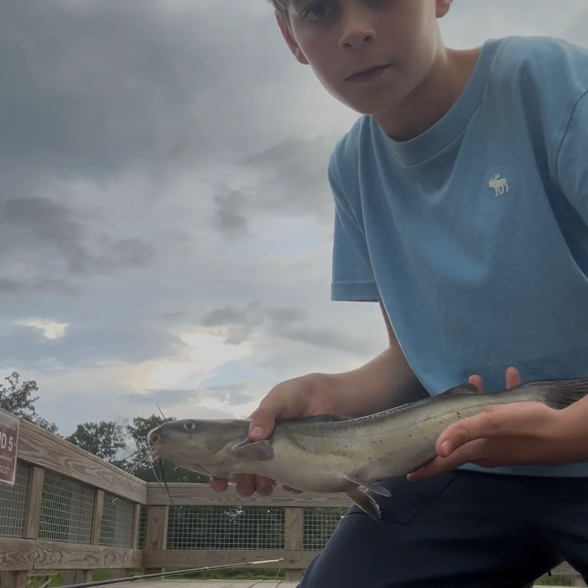 Channel catfish caught on Fishbrain