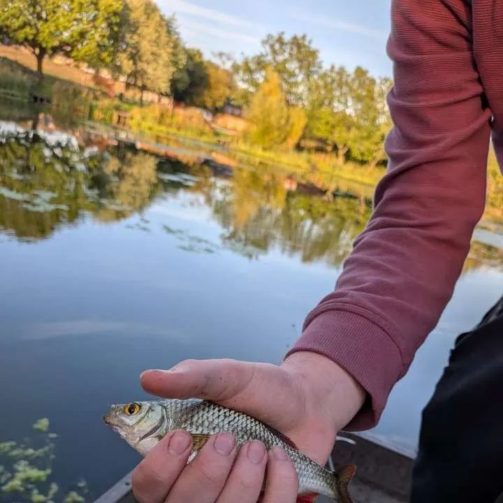 Common roach caught on Fishbrain
