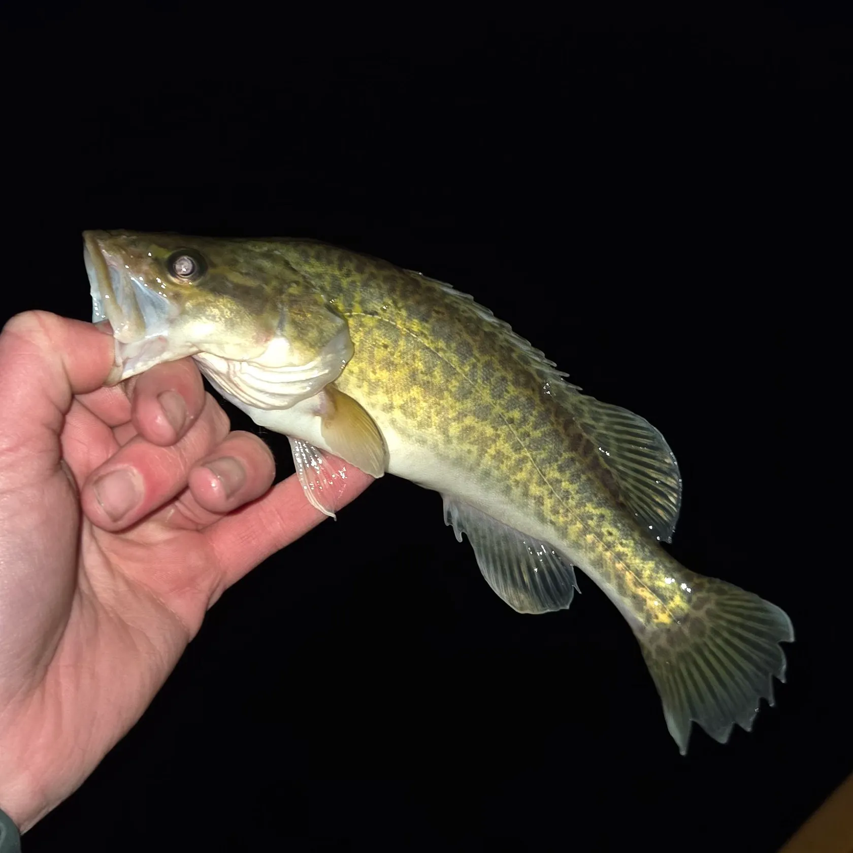 The most recent Murray cod catches on Fishbrain