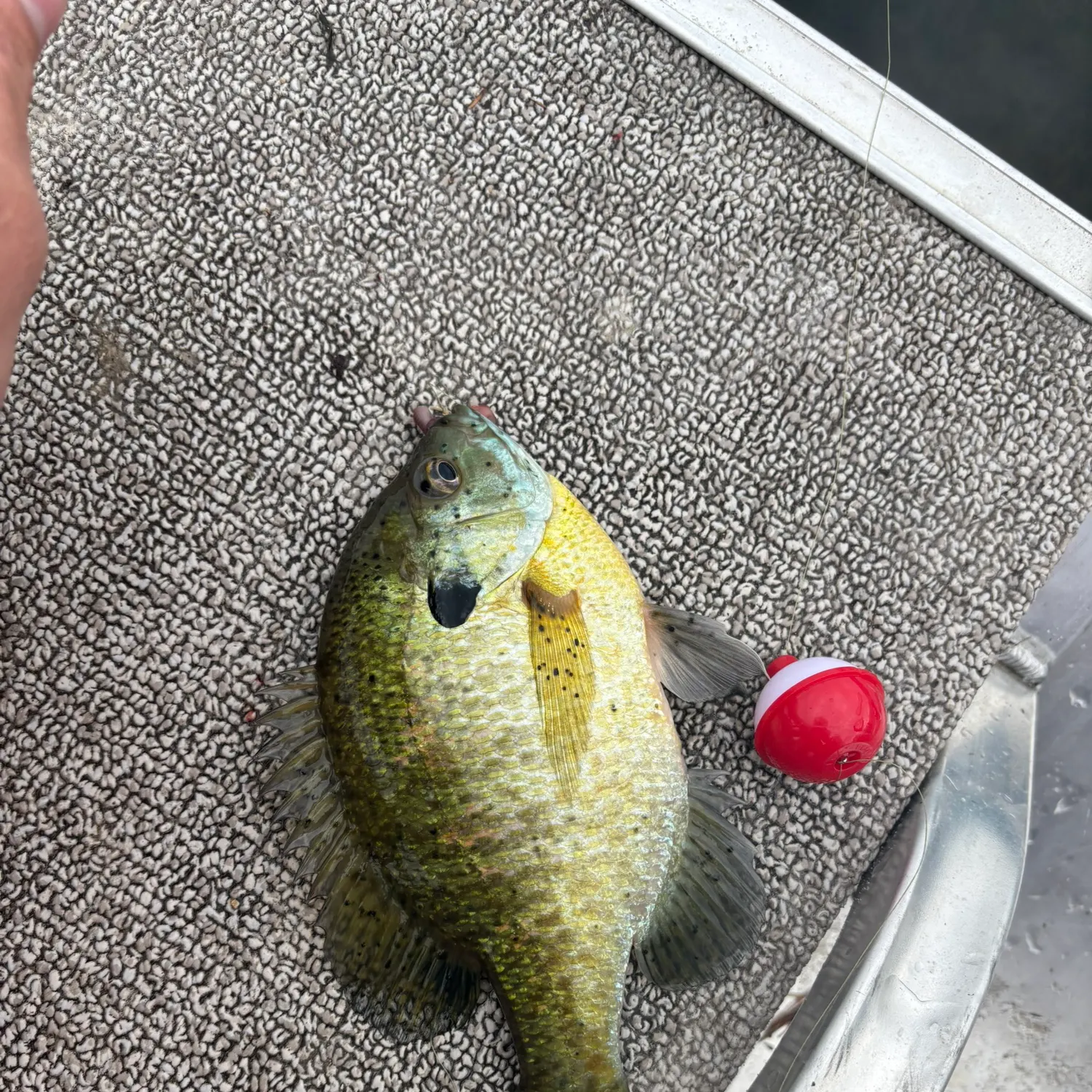 angler catch