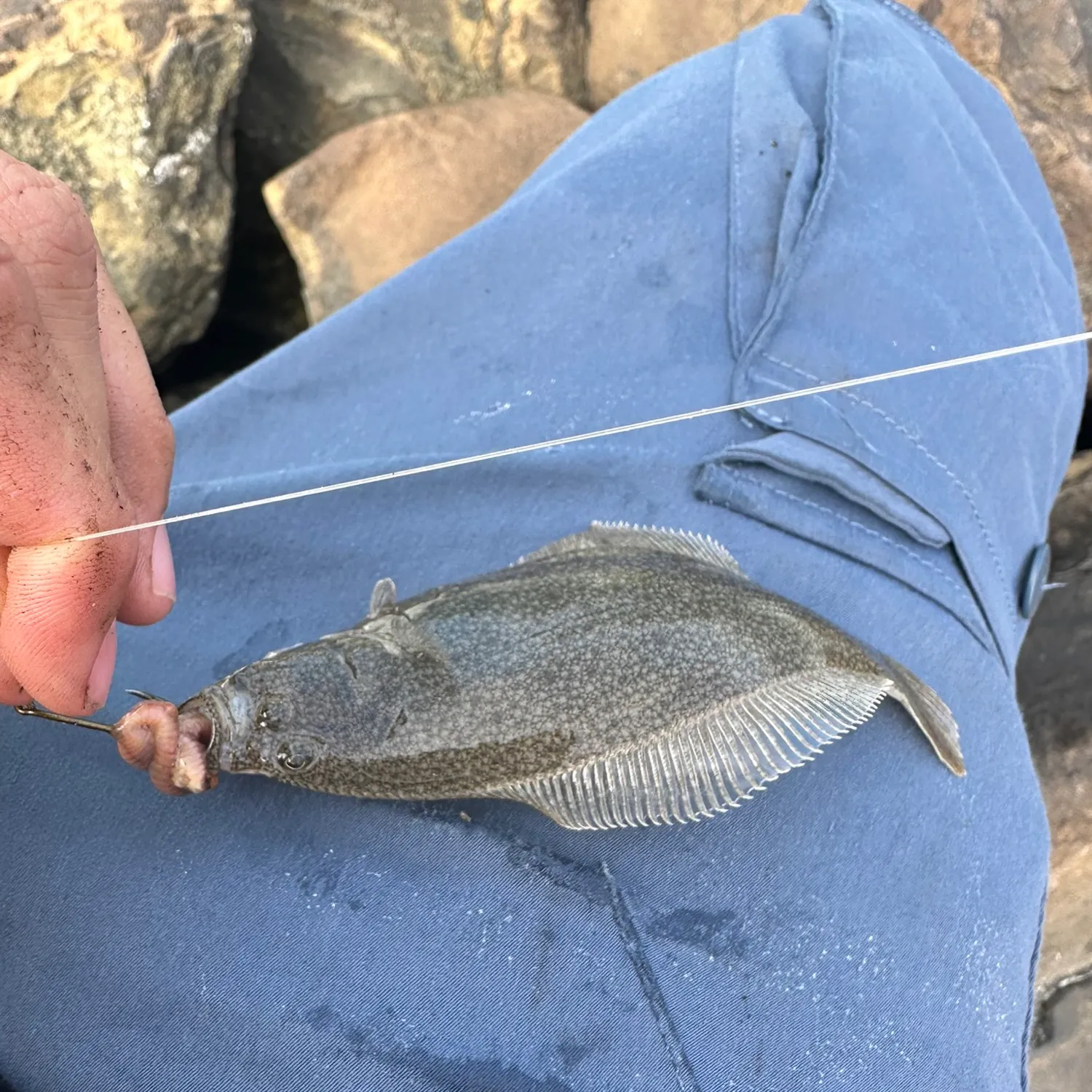 The most recent Pacific sanddab catches on Fishbrain