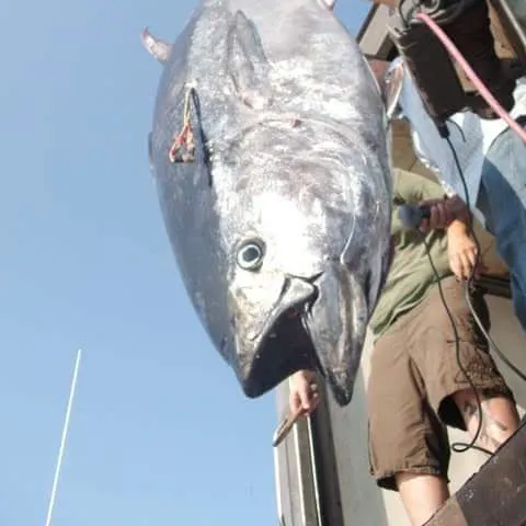 The most recent Atlantic bluefin tuna catches on Fishbrain