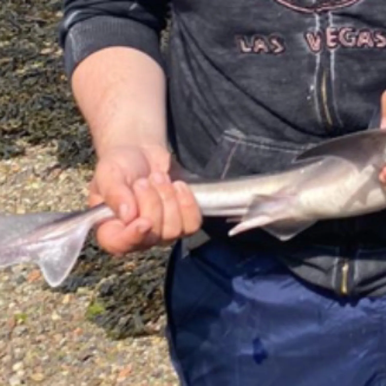 The most recent Shortnose spurdog catches on Fishbrain